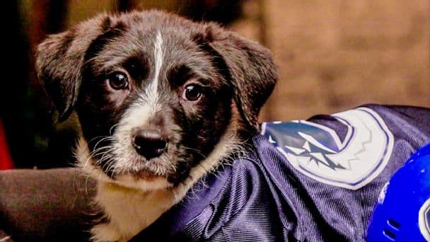 Ranking Every Dog Name and Pun from the 2026 Stanley Pup