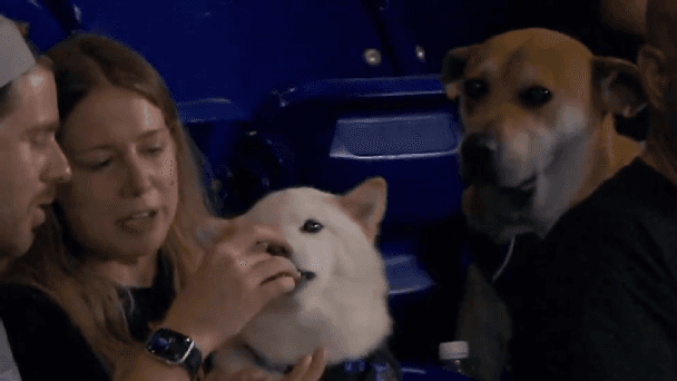 Miami Marlins Launch Search for Dog Teased with Hot Dog During Rangers Matchup